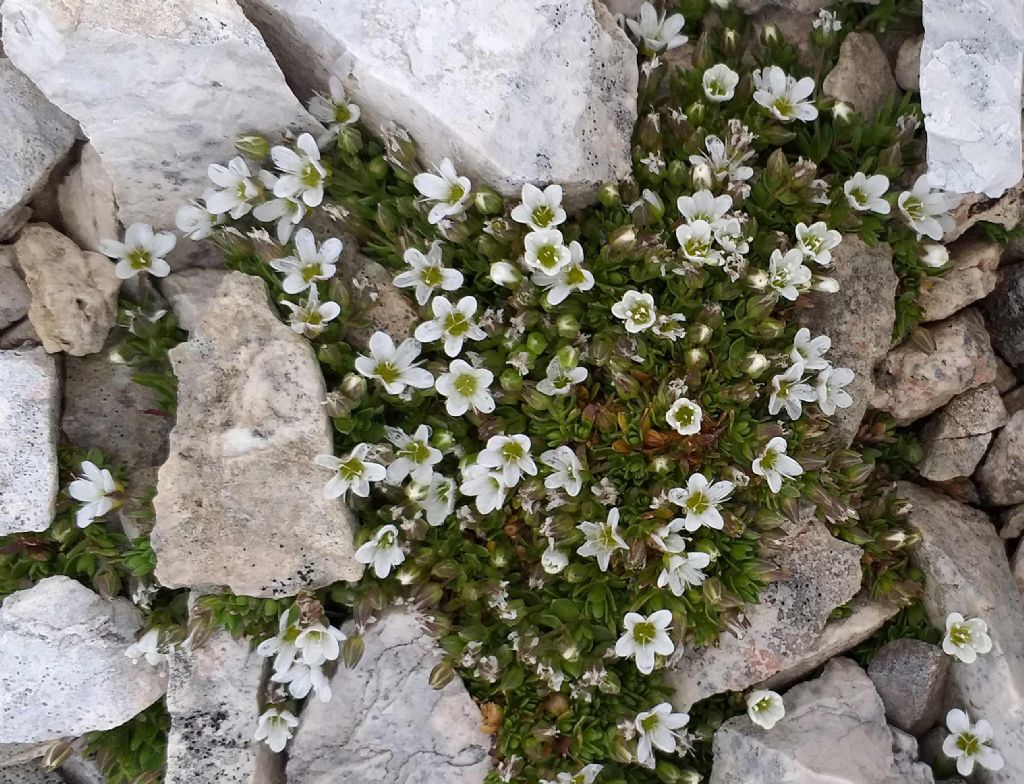 Arenaria gothica / Arenaria gotica